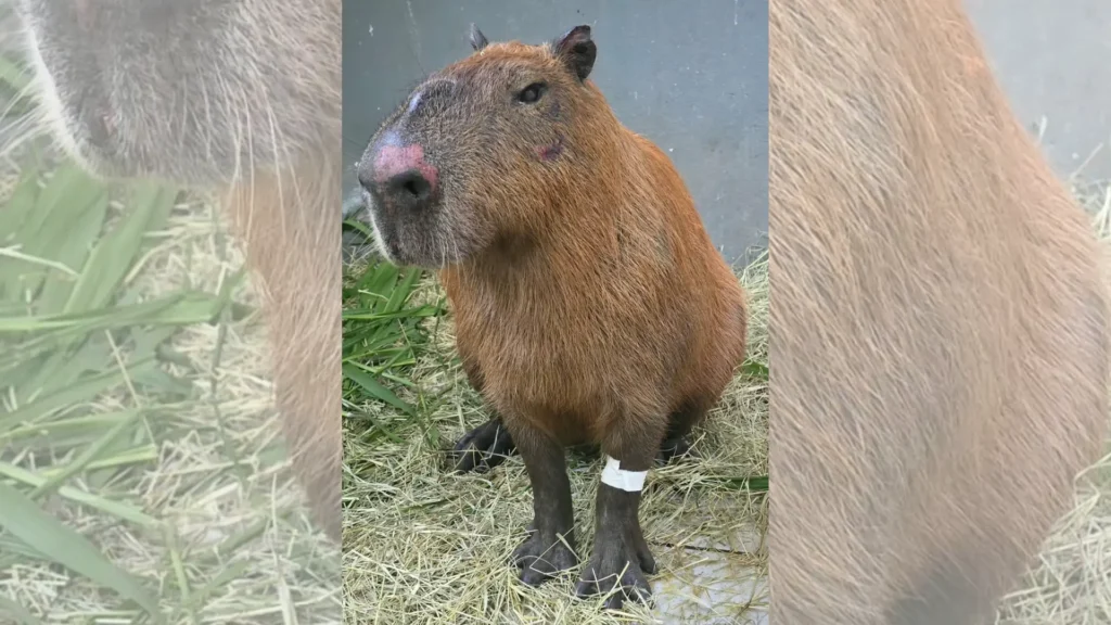 Capivara agredida no Rio pode perder visão de um olho, alertam especialistas