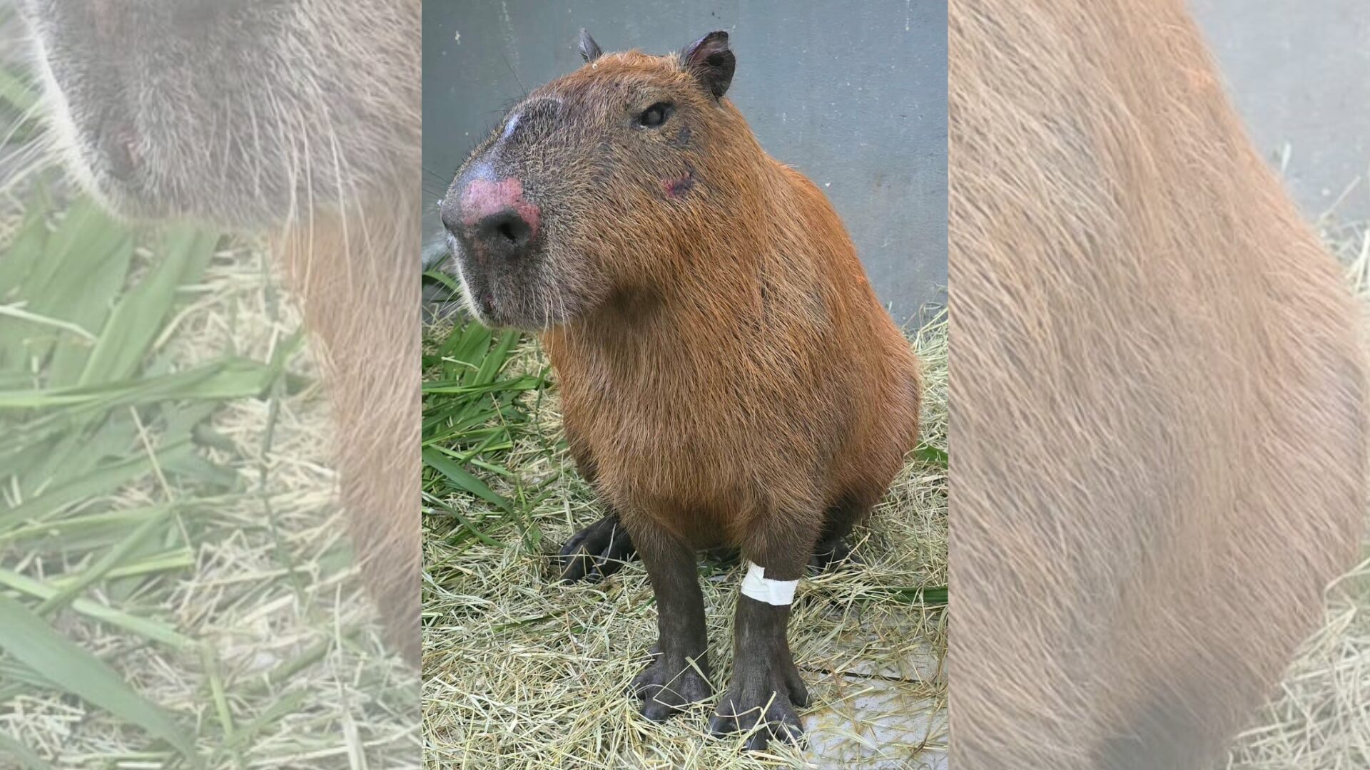 Capivara agredida na zona Norte do Rio se recupera bem