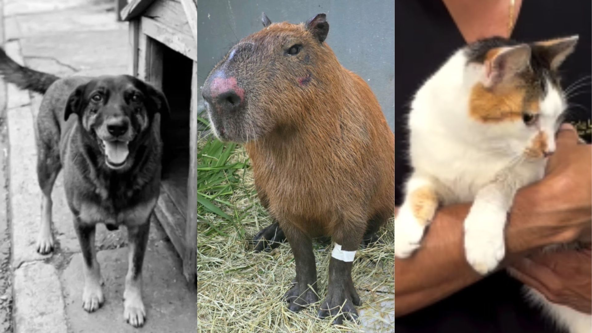 Ataques recentes contra animais: Gata, cachorro e capivara