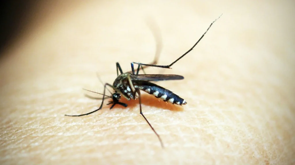 Mosquito transmissor da malária: 5 espécies impactantes analisadas