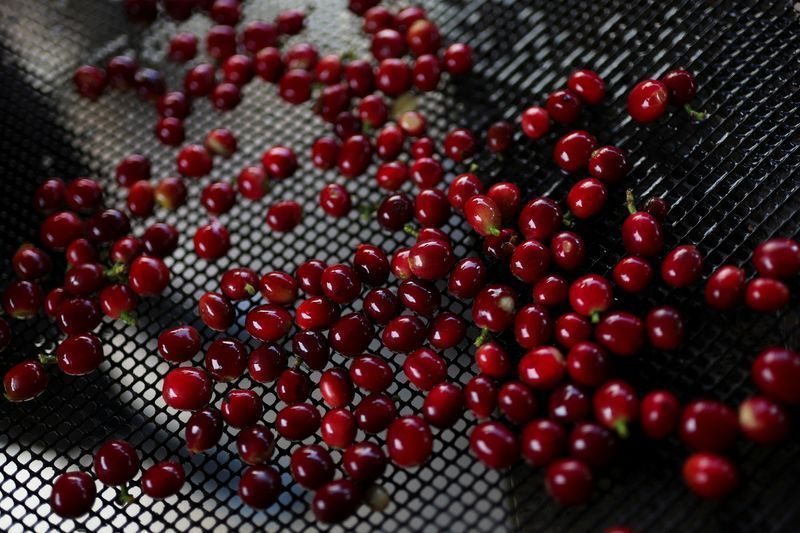 Exportações de café recuam em março e afetam mercado negativo