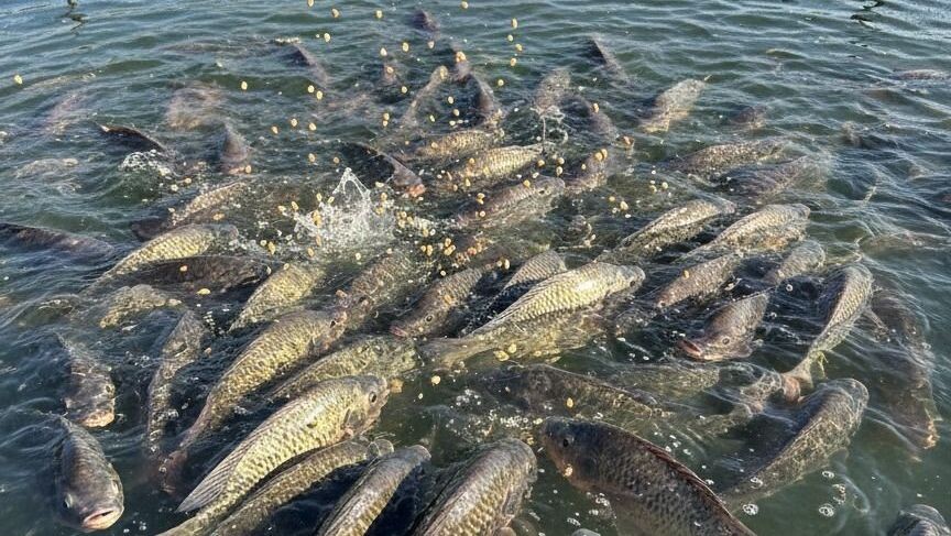União Europeia pode reabrir mercado de pescados para ganhos econômicos