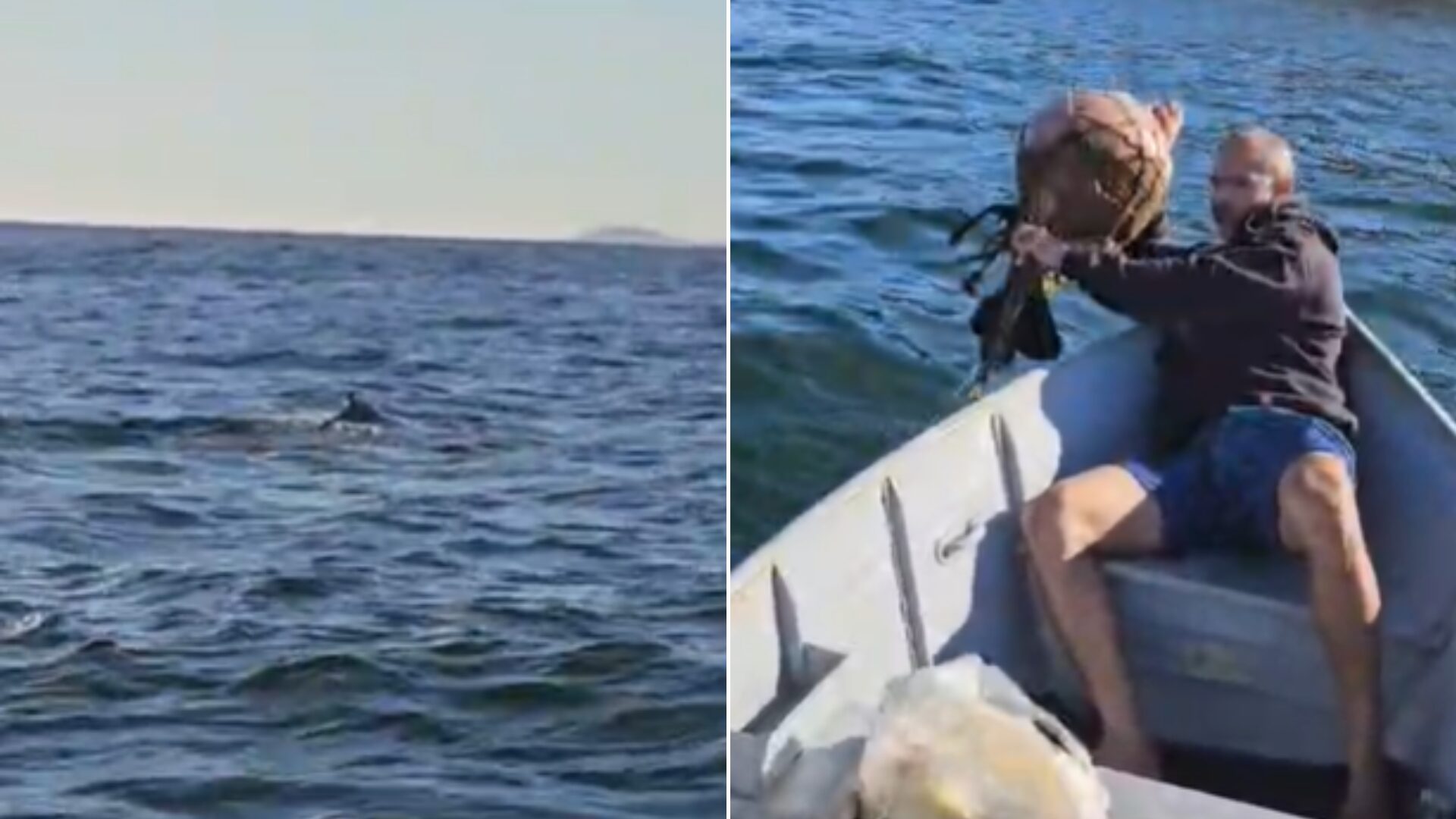 Baleia jubarte fica presa em rede de pesca e é resgatada em Niterói