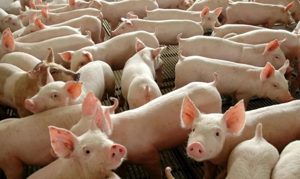 Carne suína tem primeiro semestre com recorde de receita exportadora