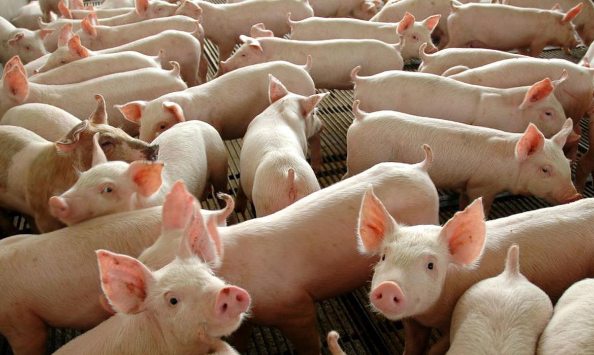 Carne suína tem primeiro semestre com recorde de receita exportadora