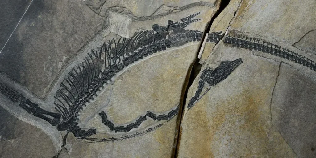 Fóssil chinês revela órgãos internos de réptil marinho fossilizado