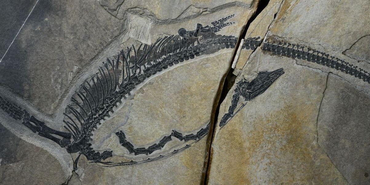 Fóssil chinês revela órgãos internos de réptil marinho fossilizado