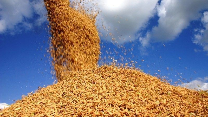 Exportações de arroz permitem recuperação de preços internos eficientes