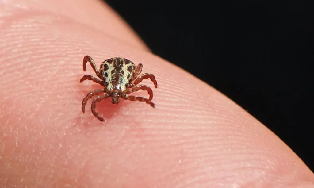 SP registra 17 mortes por febre maculosa em 2026; preencha informações essenciais para prevenção