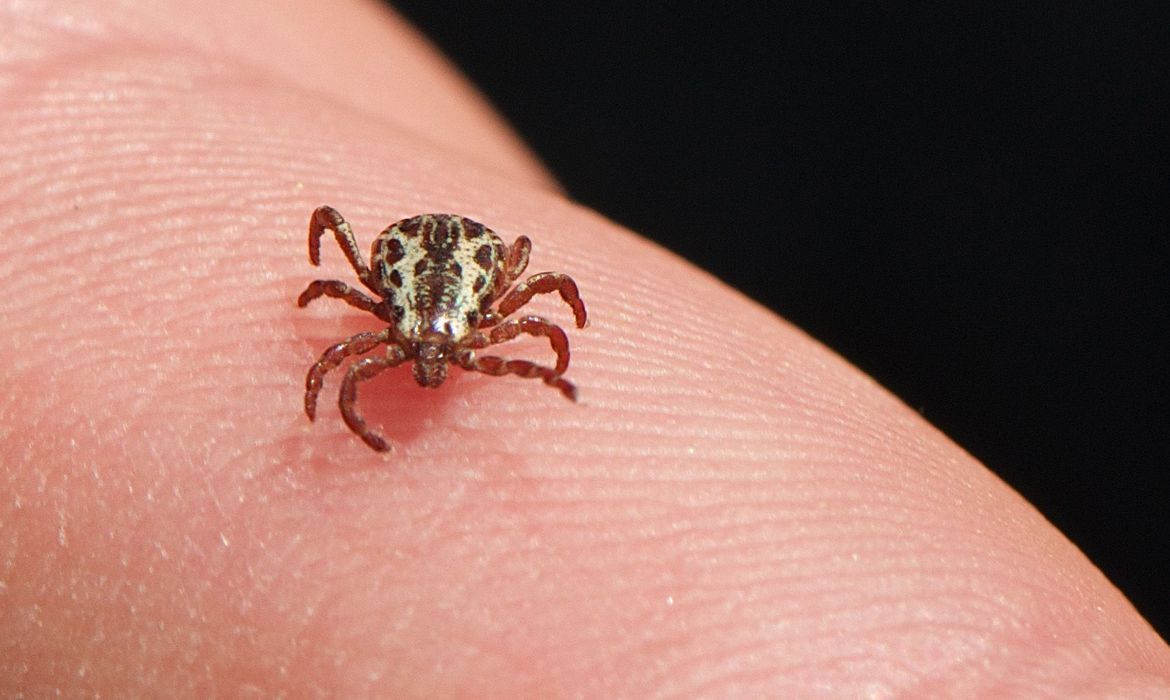 SP registra 17 mortes por febre maculosa em 2026; preencha informações essenciais para prevenção