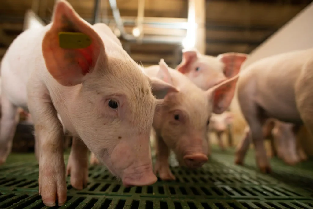 Volume de carne suína exportada sobe em julho de 2026