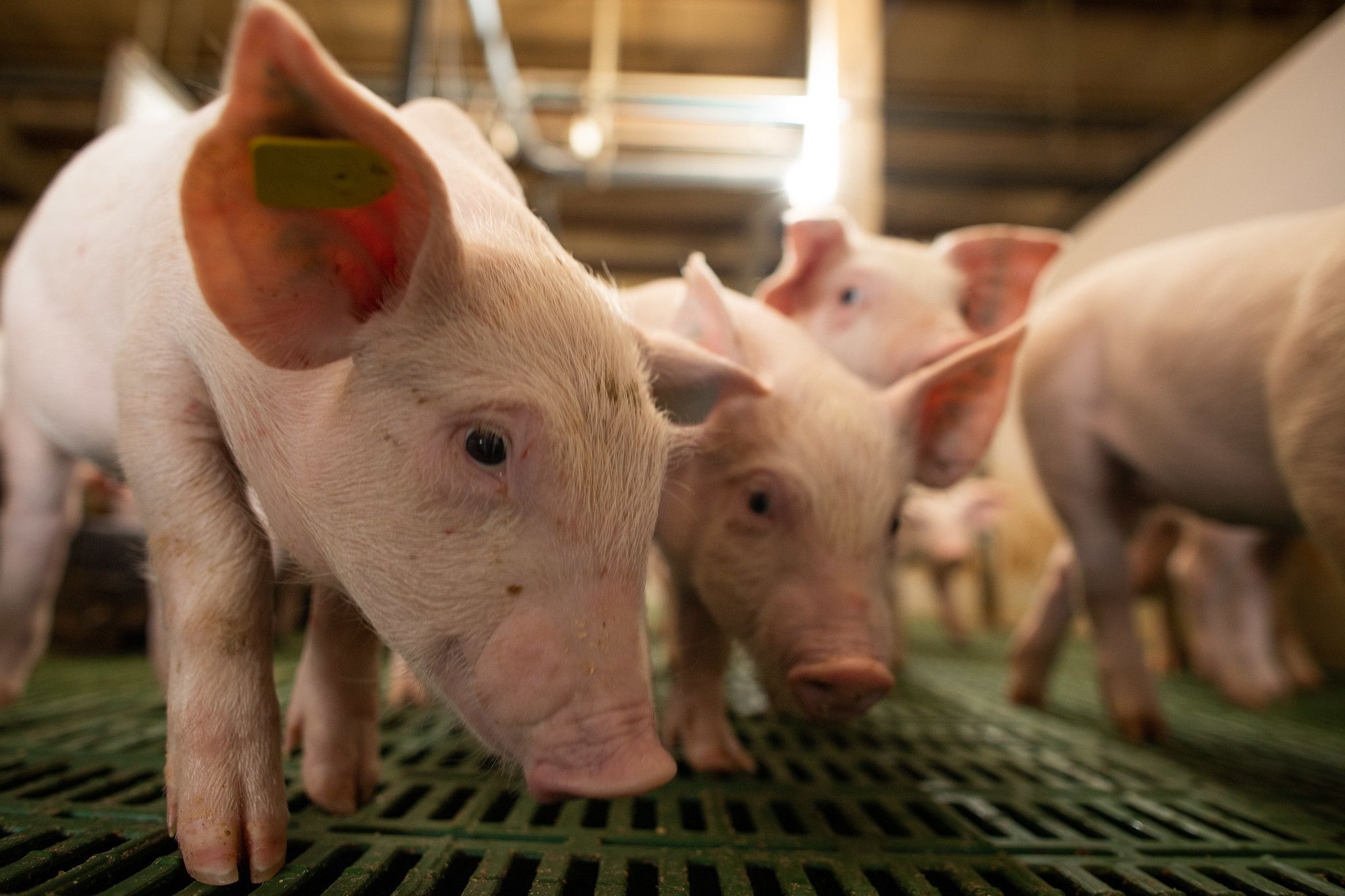 Volume de carne suína exportada sobe em julho de 2026