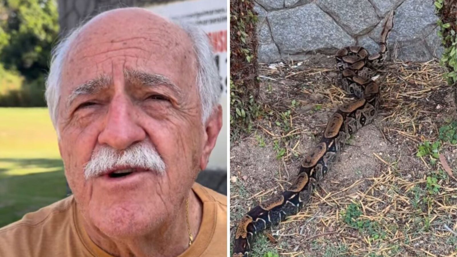 Ary Fontoura encontra jiboia em sua casa no Rio: saiba mais!