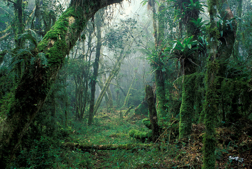 Mata Atlântica: um quarto da vegetação nativa regenerou-se