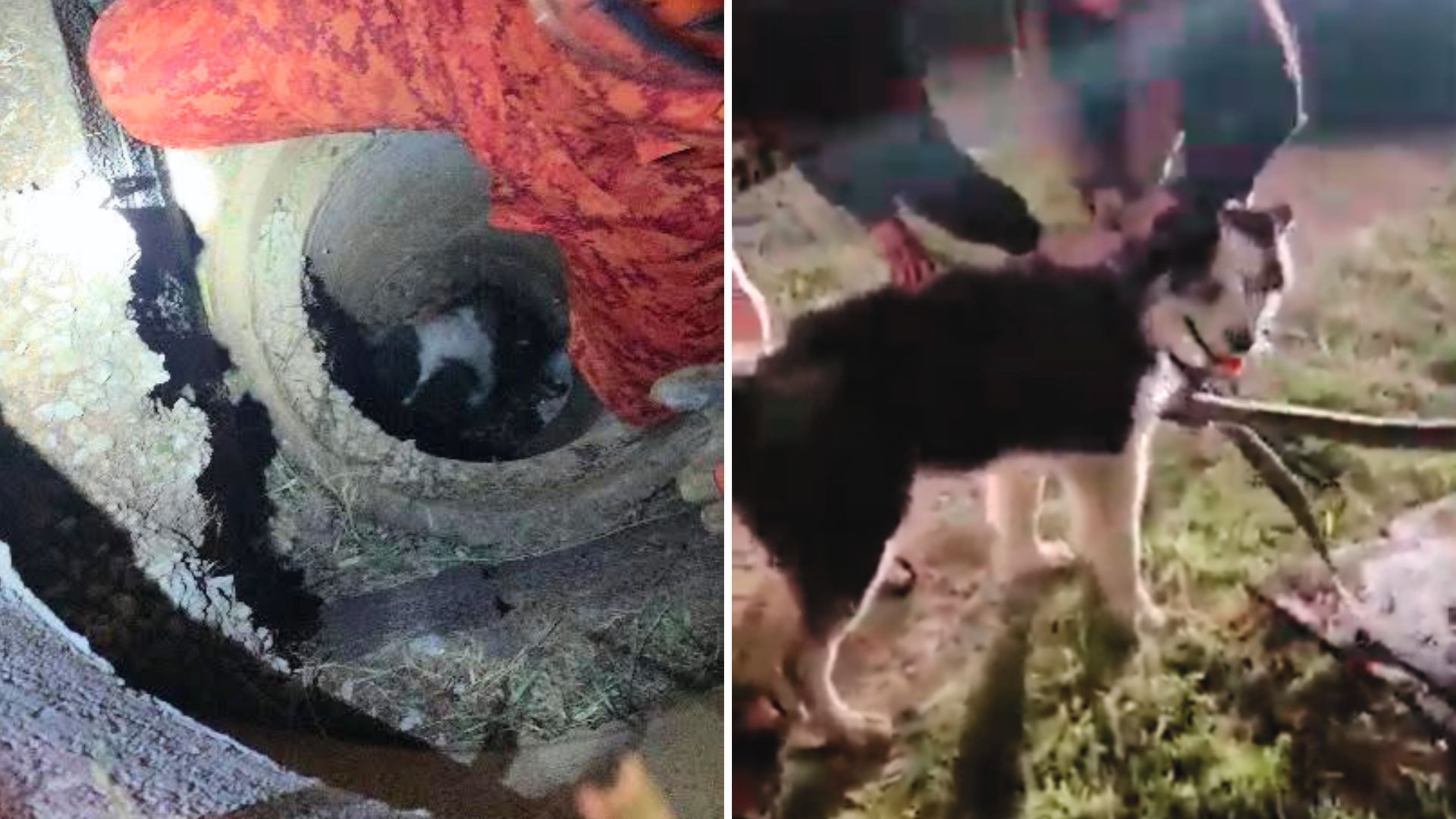 Cachorro fica preso em bueiro e é resgatado por bombeiros
