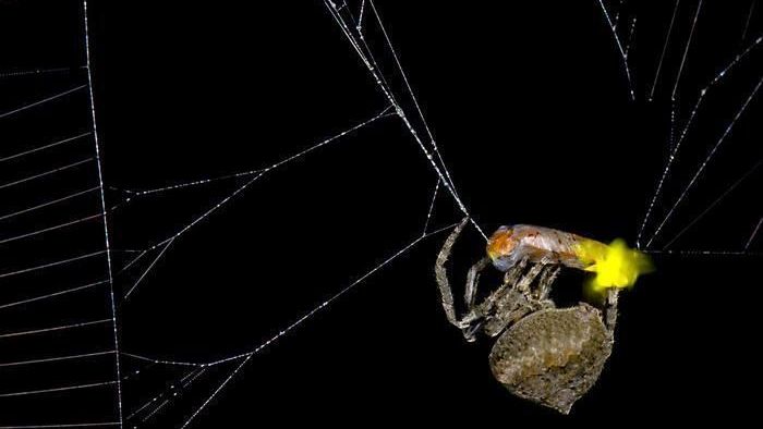 Aranha usa luz de vaga-lumes para atrair presas eficazmente