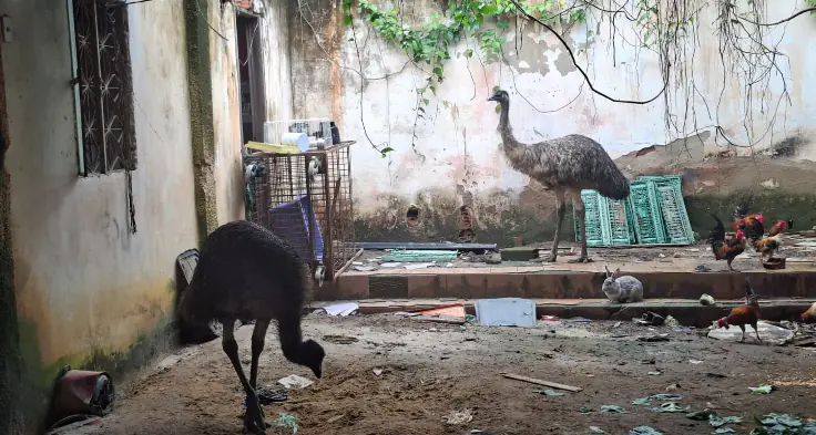 Emu australiano quase atropelado no RJ é resgatado e tratado
