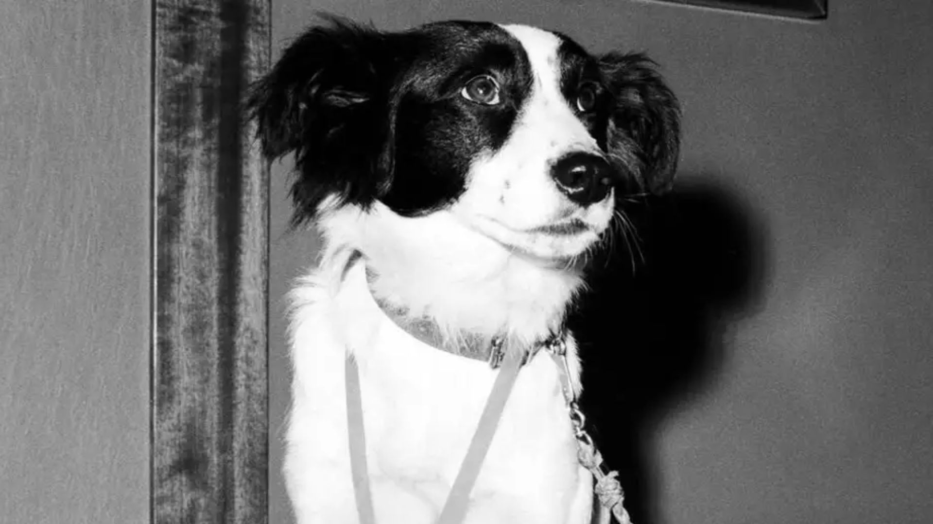 Polícia procurou por uma semana e cachorro encontrou taça