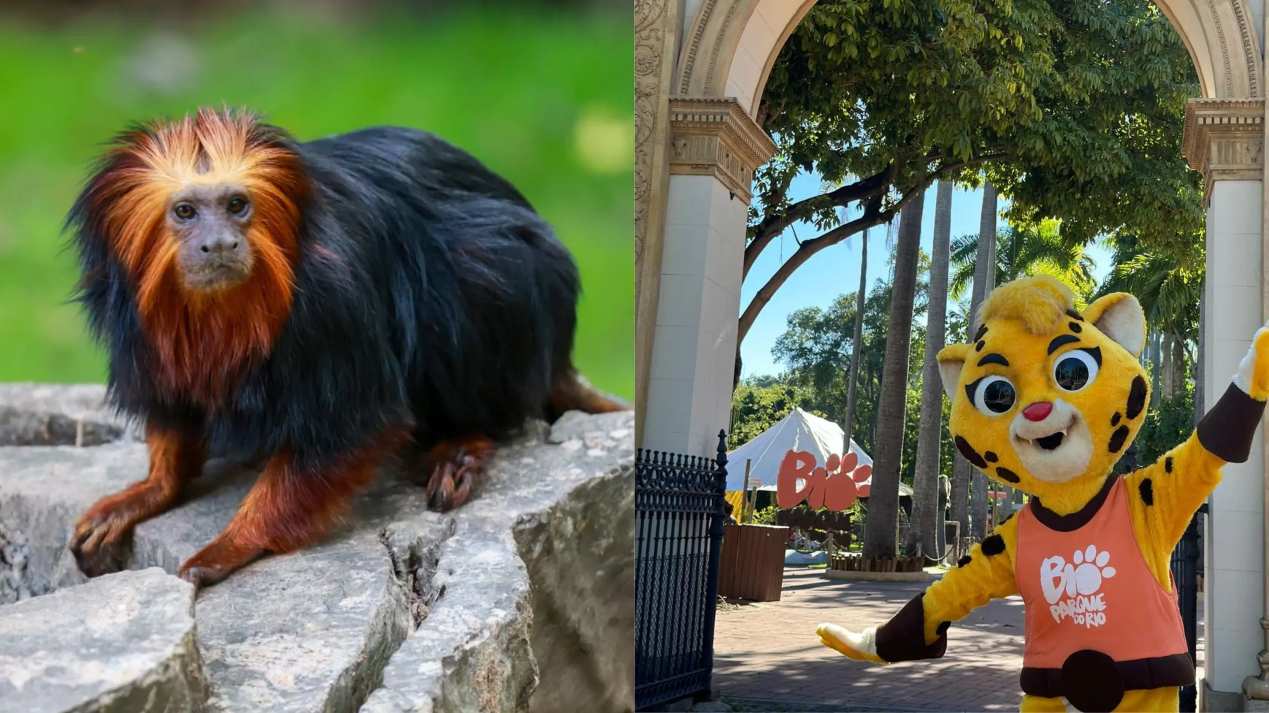 Dia das Crianças no Rio: explore a natureza em família