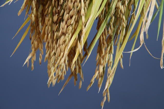 Produtores de arroz de SC temem volta de licença ambiental e riscos