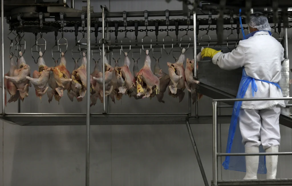 Exportação de carne de frango do Brasil cresce 3,7% em setembro