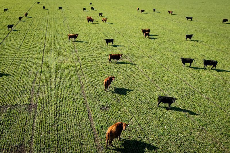 Márcio Rosa prevê fim breve da suspensão de carne brasileira na UE com novas medidas